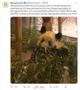 孟菲斯动物园：丫丫将在动物园待到本月底，随后返回中国